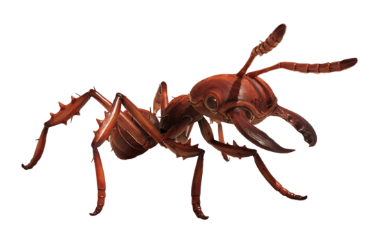 Red Soldier Ant